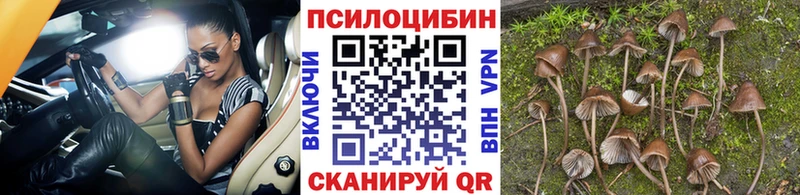 KRAKEN зеркало  Черемхово  Галлюциногенные грибы мицелий 